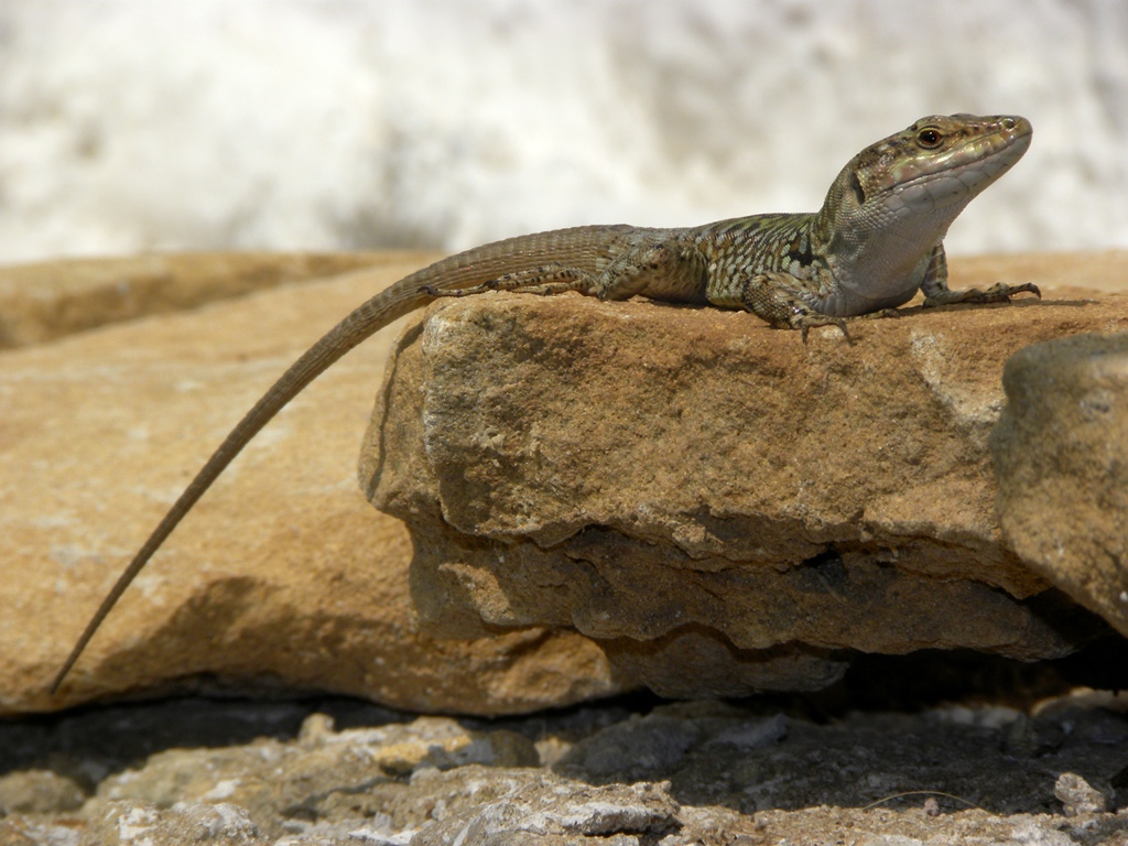 Podarcis wagleriana? No Podarcis siculus