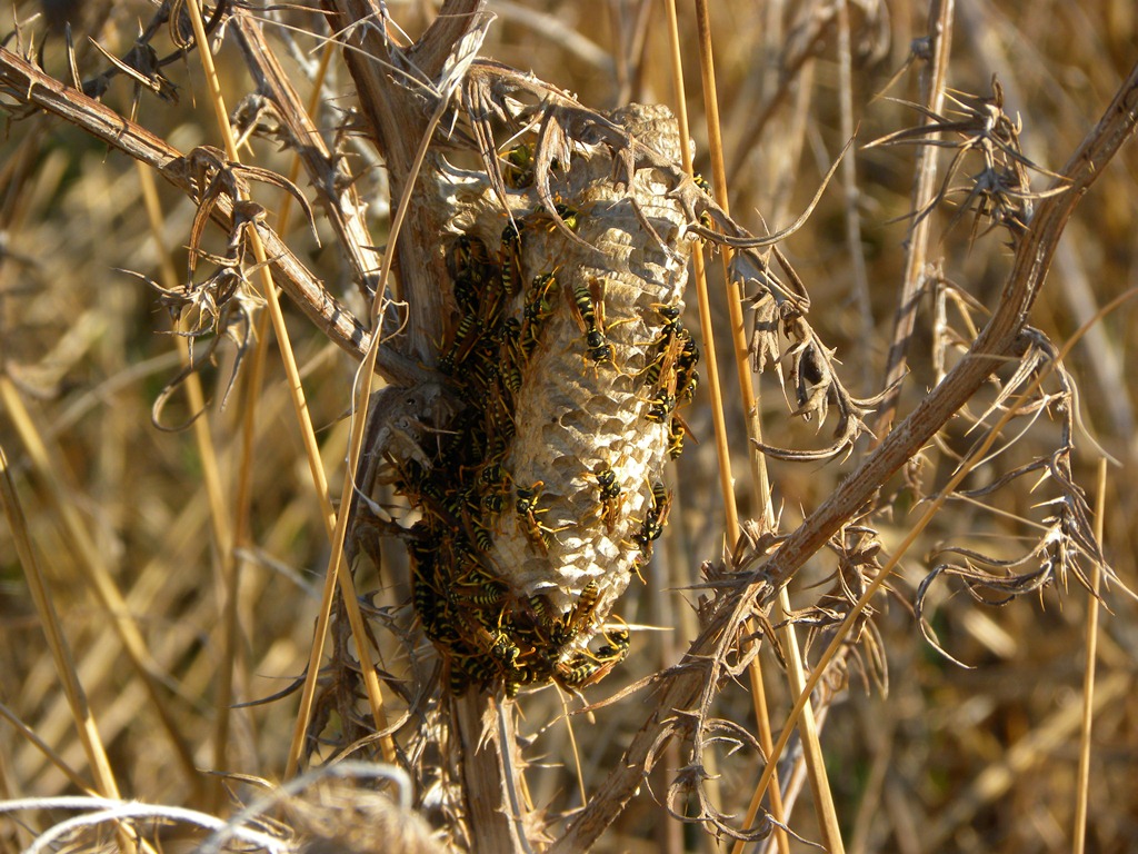 Nido di Polistes gallicus