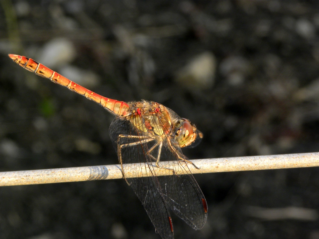 Sympetrum striolatum