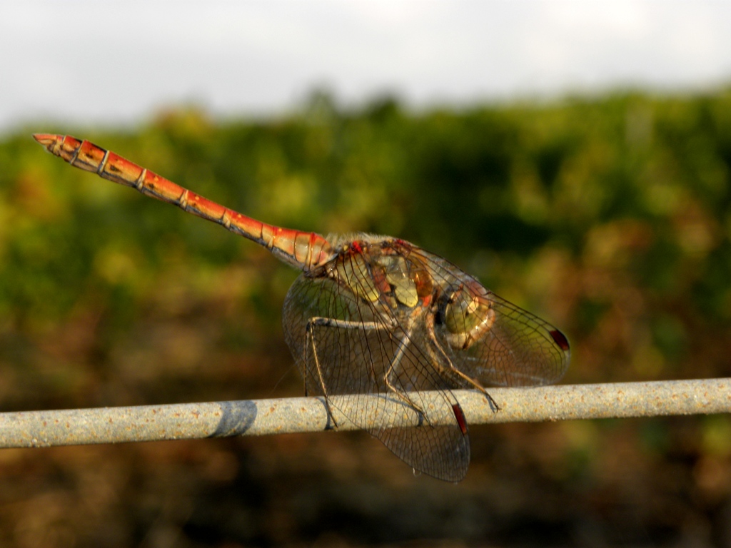 Sympetrum striolatum