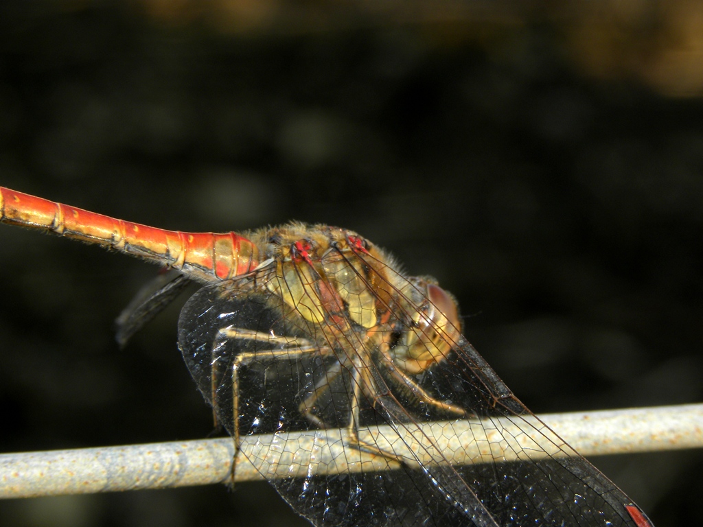 Sympetrum striolatum