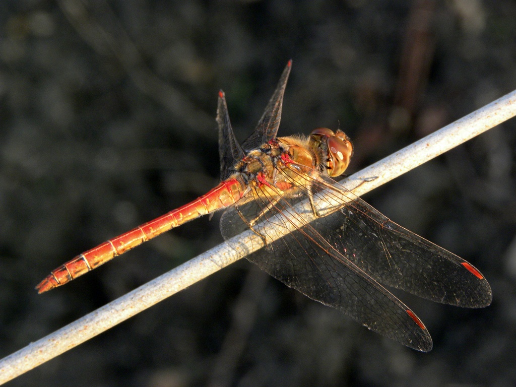 Sympetrum striolatum