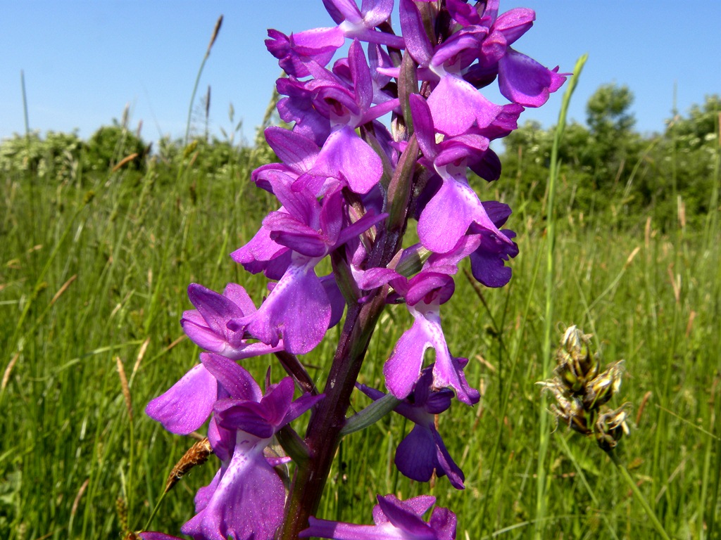 Anacamptis palustris - Sardegna 2011