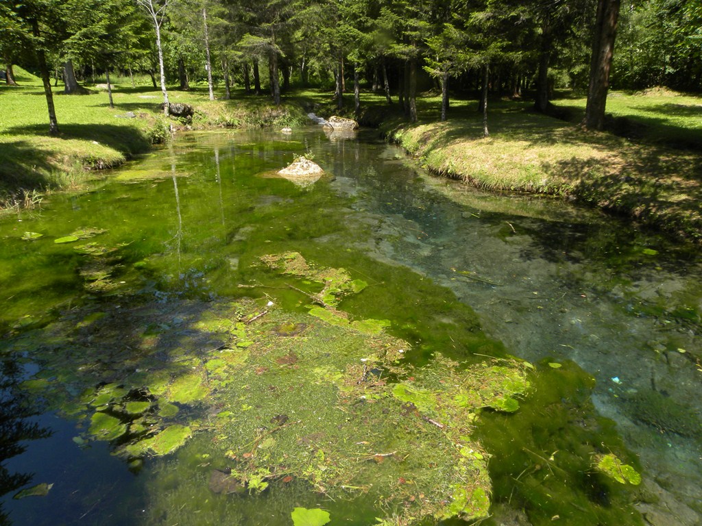 Che strano fiore. Lathraea squamaria