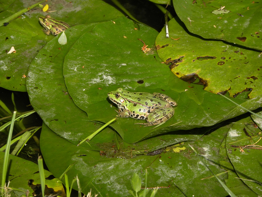 rana - Pelophylax sp. (prov. Parma)