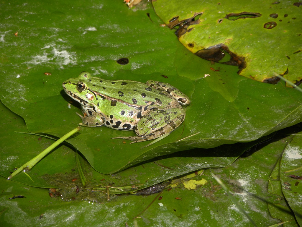 rana - Pelophylax sp. (prov. Parma)