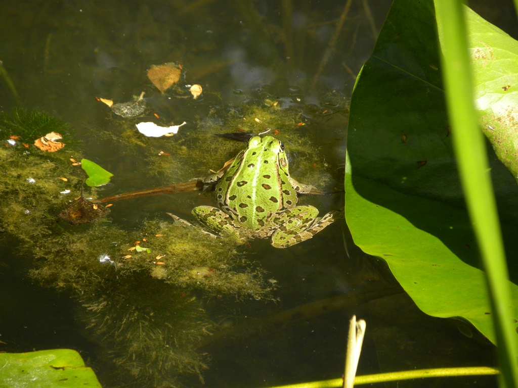 rana - Pelophylax sp. (prov. Parma)