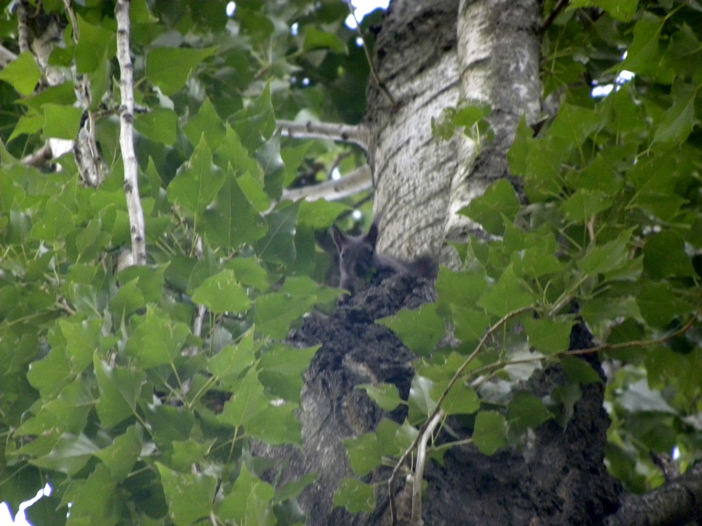 Sciurus vulgaris - Udine