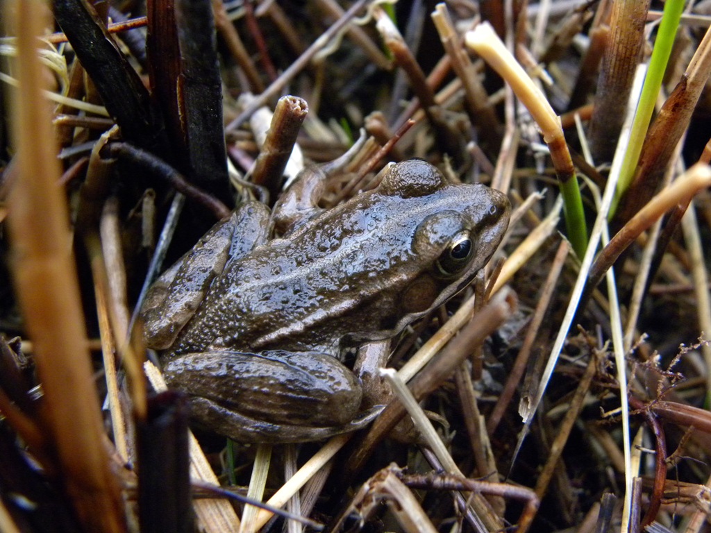 Dubbio su piccola rana. - Pelophylax sp. (Fruili)