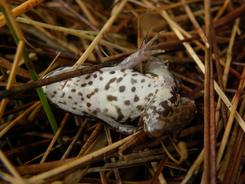 Dubbio su piccola rana. - Pelophylax sp. (Fruili)