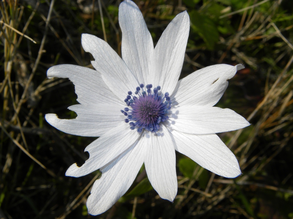 Anemone hortensis L.