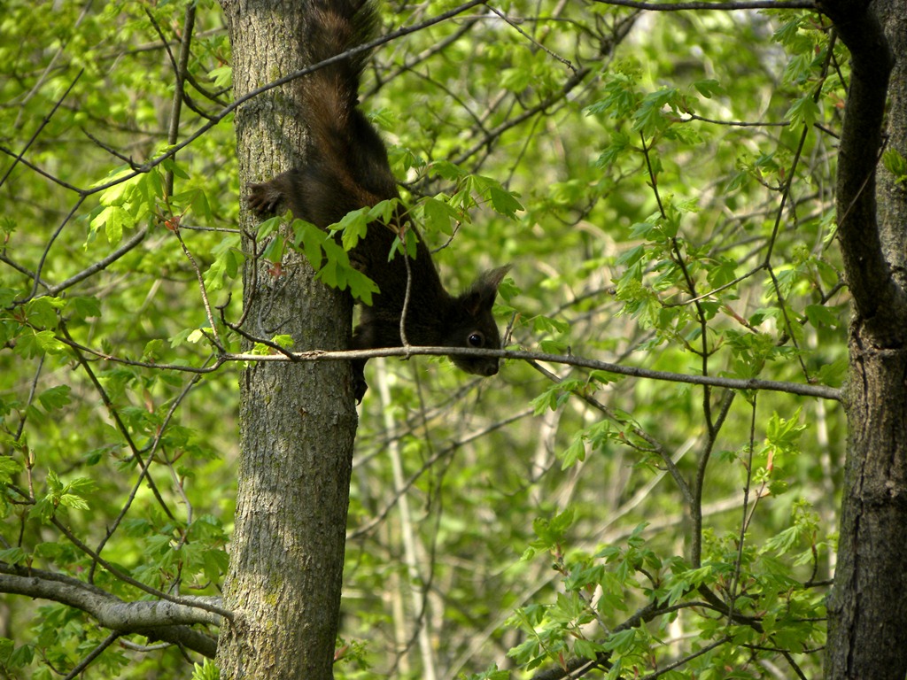 Sciurus vulgaris - Udine