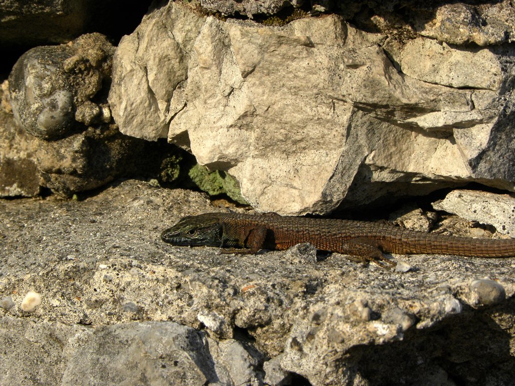 Algyroides nigropunctatus