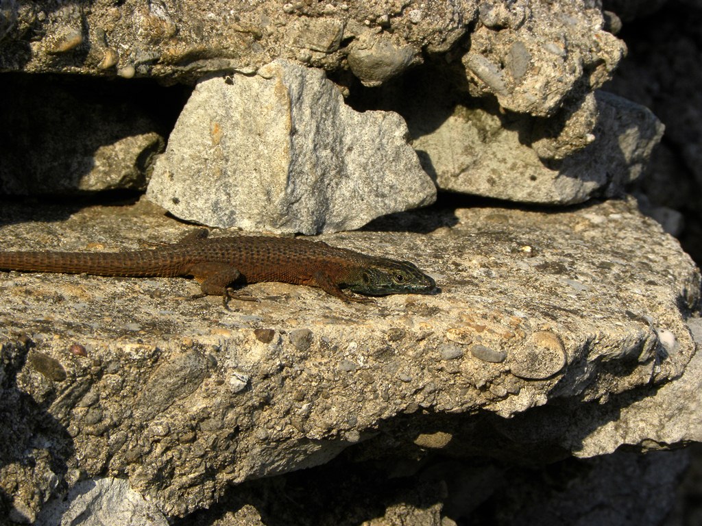 Algyroides nigropunctatus