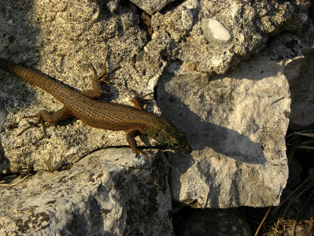 Algyroides nigropunctatus