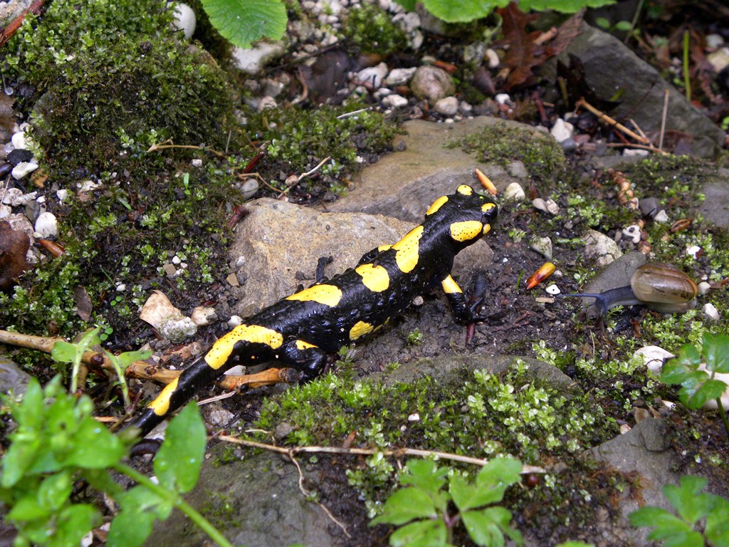 Il pasto delle salamandre