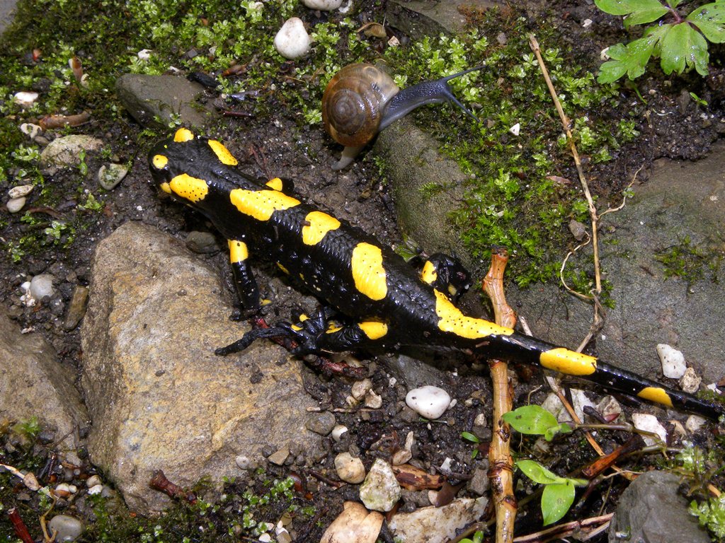 Il pasto delle salamandre