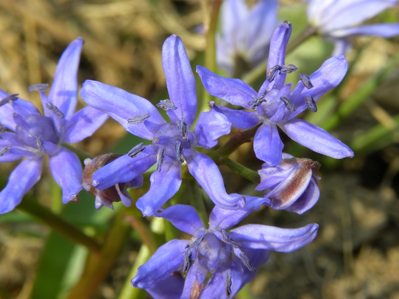 Scilla bifolia L.