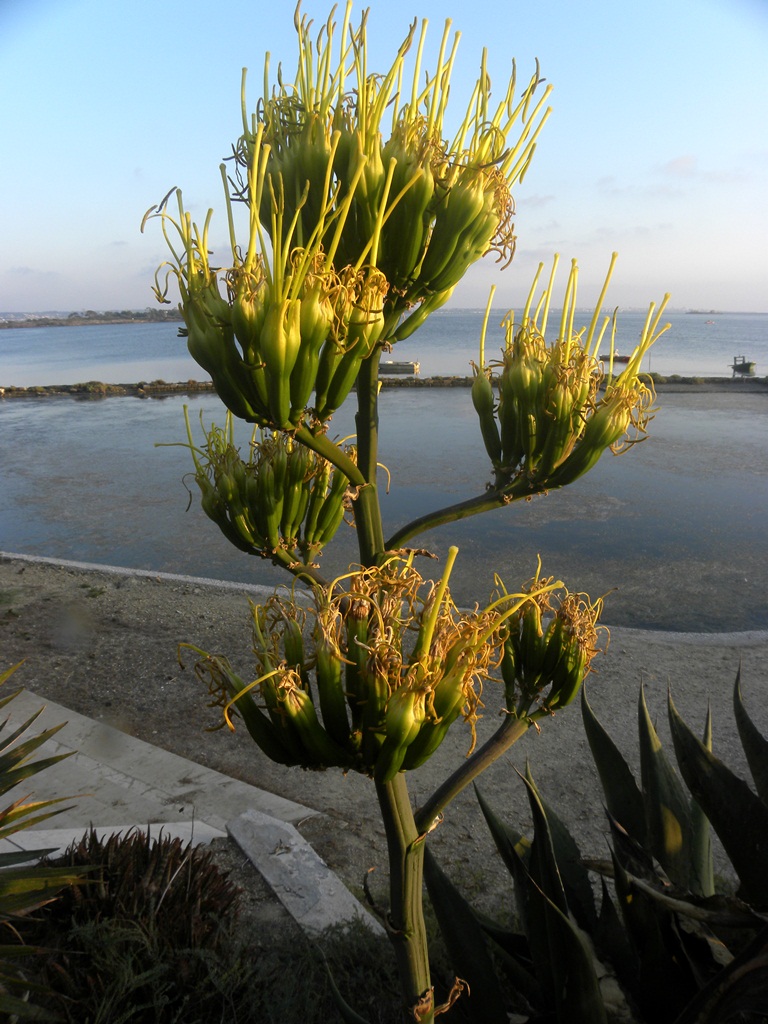 La fioritura dell''agave