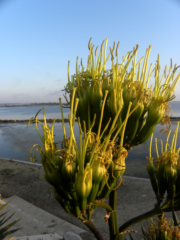 La fioritura dell''agave