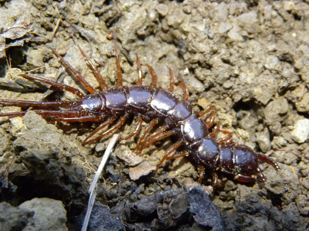 Quale scolopendra? Lithobius sp.