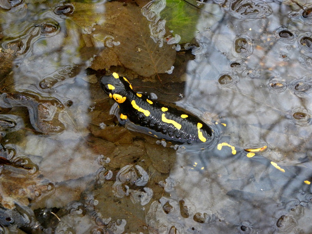 Salamandre friulane e non solo