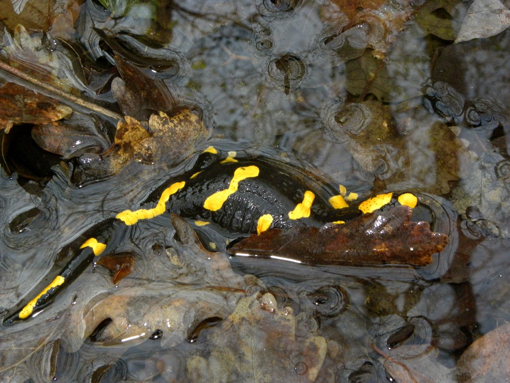 Salamandre friulane e non solo