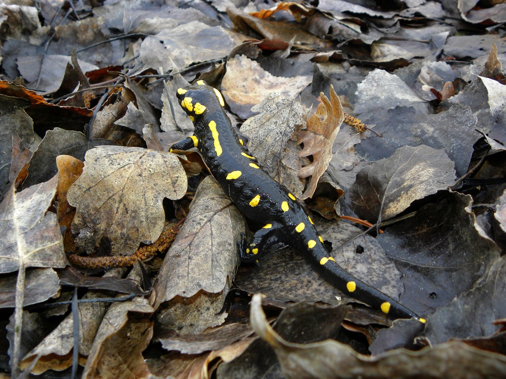 Salamandre friulane e non solo