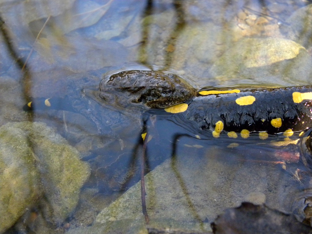 Salamandre friulane e non solo