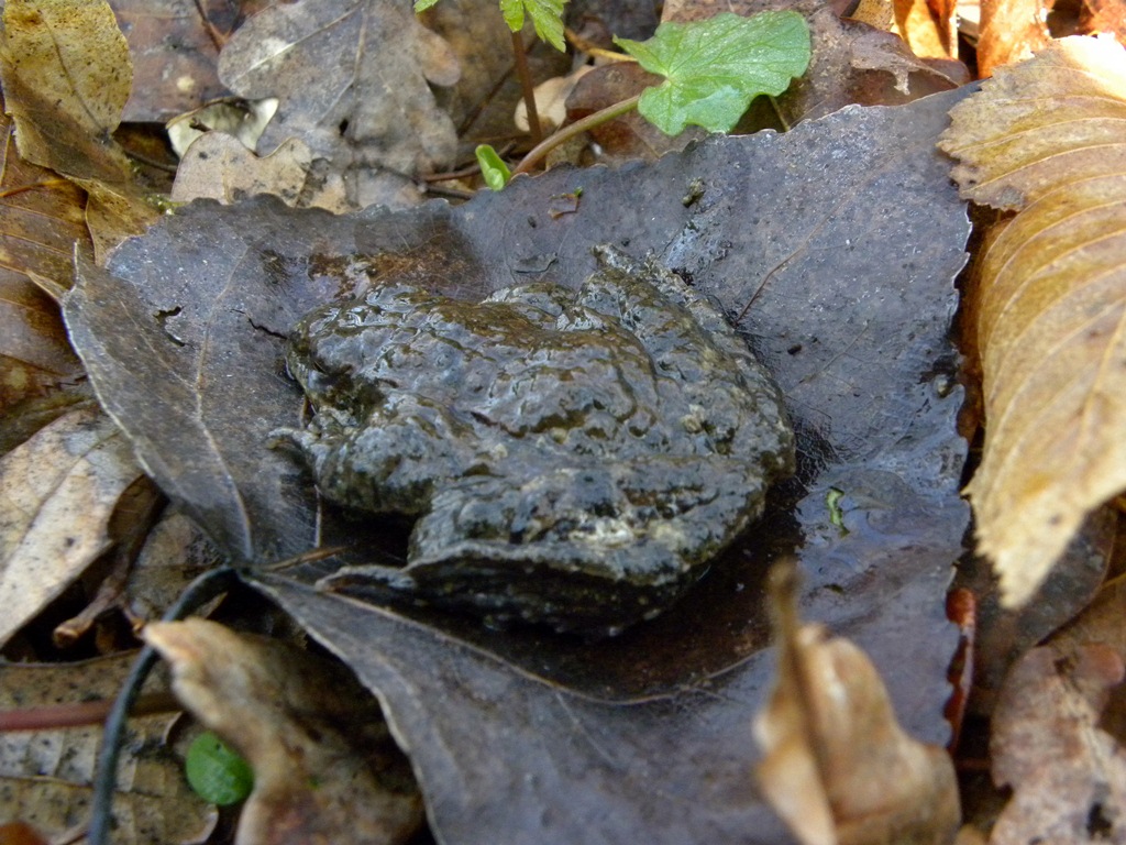 Salamandre friulane e non solo