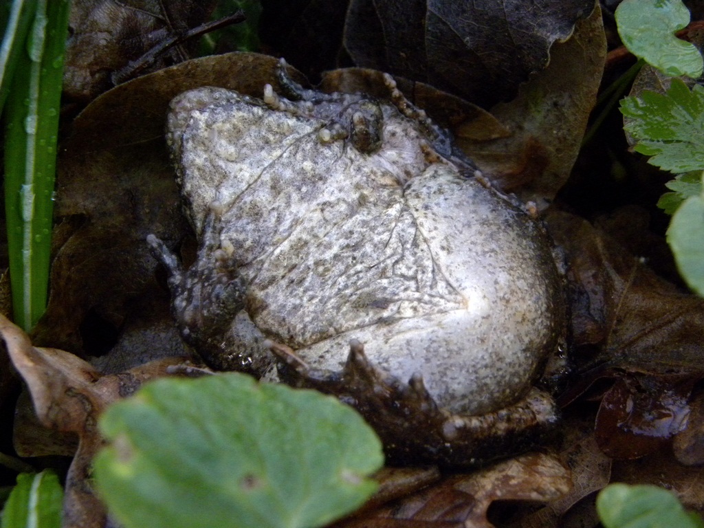 Salamandre friulane e non solo