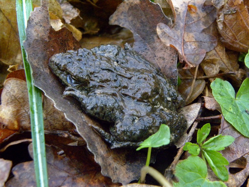 Salamandre friulane e non solo