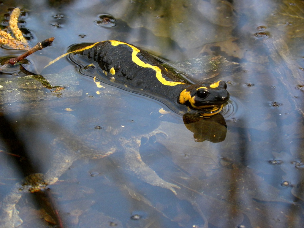 Salamandre friulane e non solo