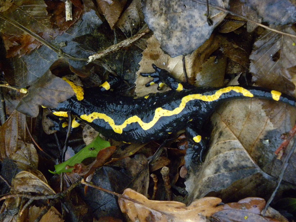 Salamandre friulane e non solo