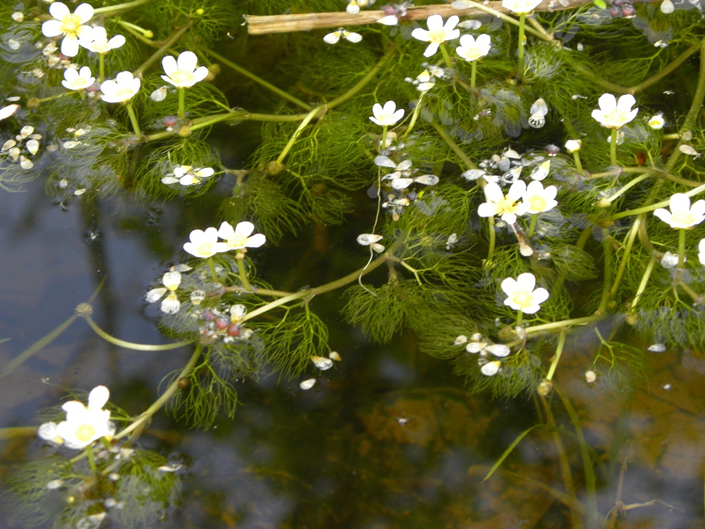 Pianta  acquatica