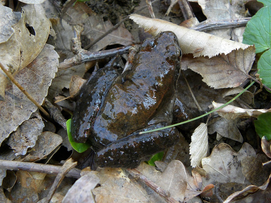 Salamandre friulane e non solo