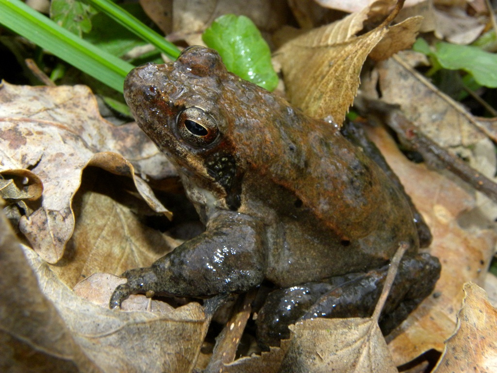 Salamandre friulane e non solo