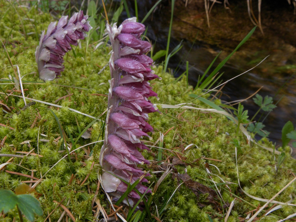 Che strano fiore. Lathraea squamaria