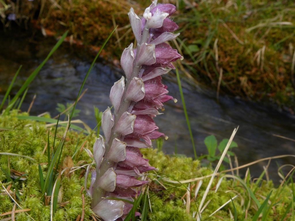 Che strano fiore. Lathraea squamaria