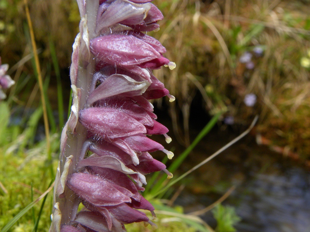 Che strano fiore. Lathraea squamaria