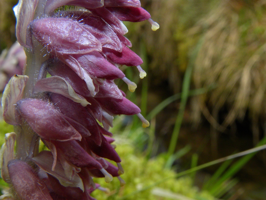 Che strano fiore. Lathraea squamaria