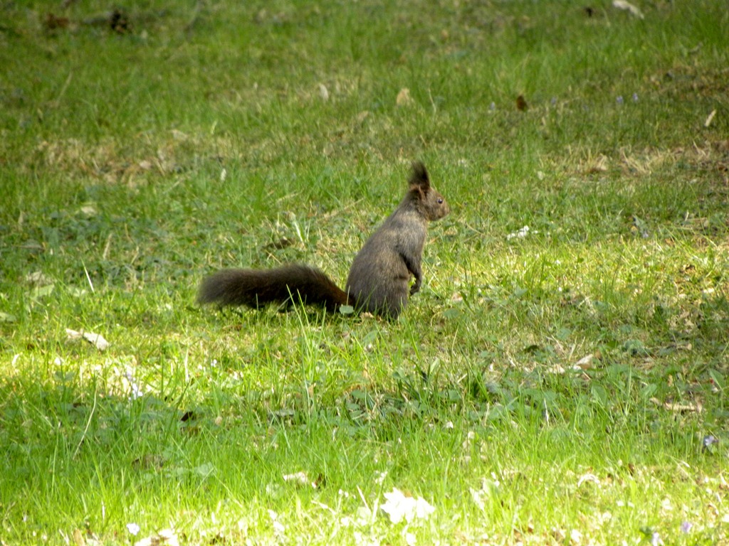 Sciurus vulgaris - Udine