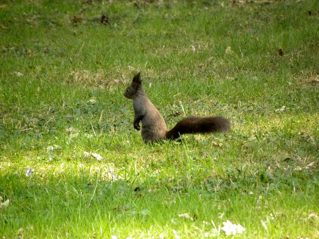 Sciurus vulgaris - Udine