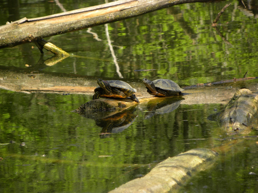 Tartarughe in un''oasi naturalistica