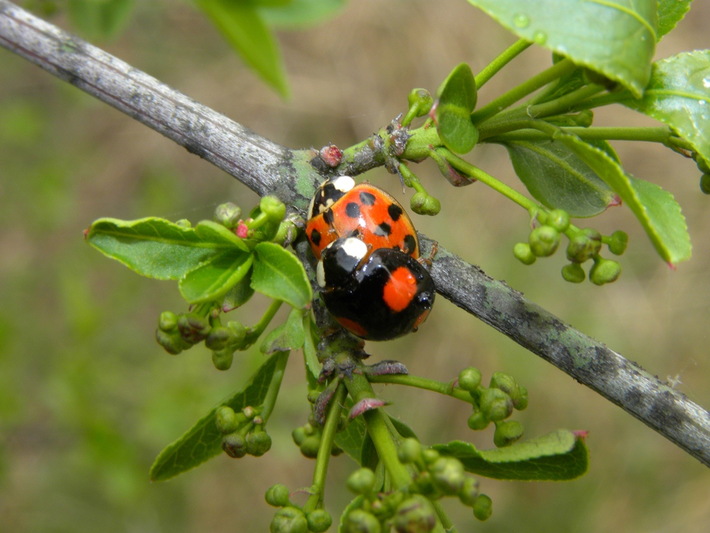 Accoppiamento di Harmonia axyridis di colore diverso