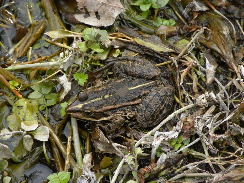 Rospo da identificare - Rana Pelophylax sp. (prov. Cuneo)