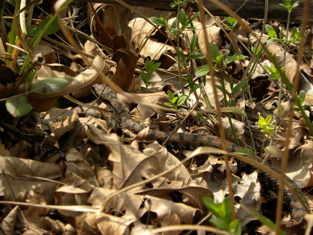 Vipera aspis francisciredi