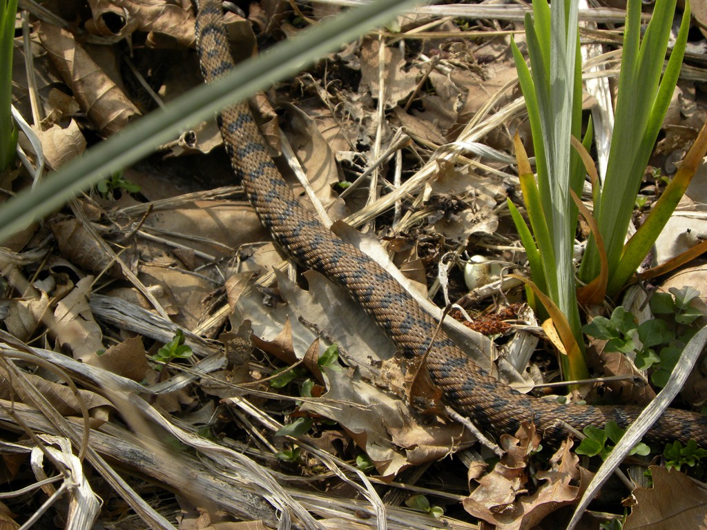 Vipera aspis francisciredi