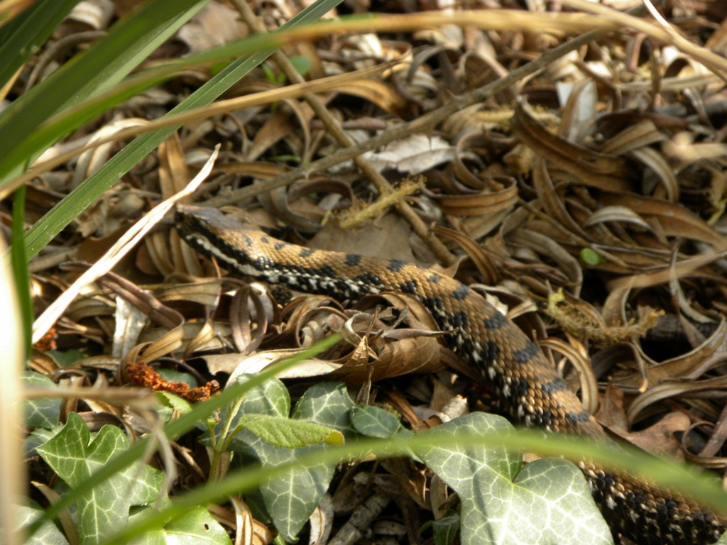 Vipera aspis francisciredi