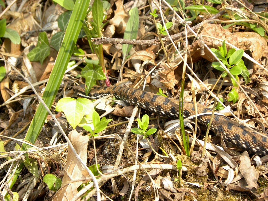 Vipera aspis francisciredi